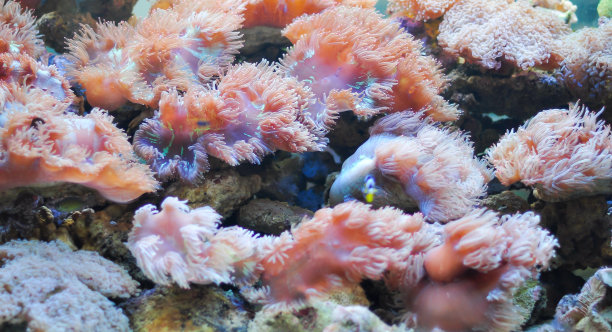 用彩色珊瑚装饰的水族馆图片下载