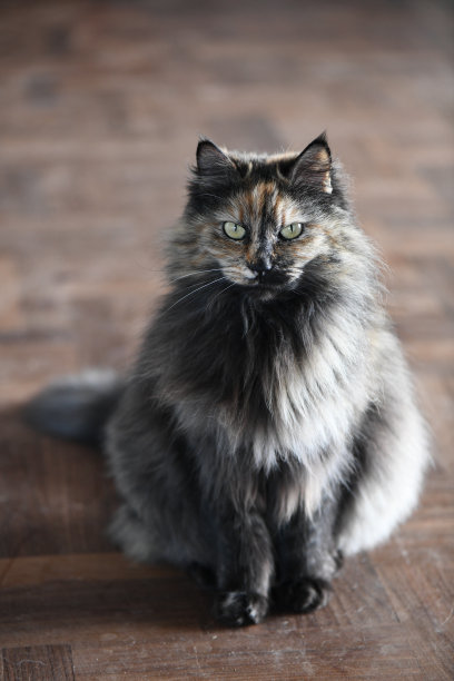 棕色的猫坐在棕色的地板上，看着摄像机图片下载