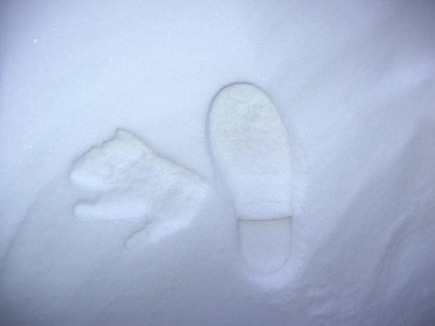 雪地上的足迹图片下载