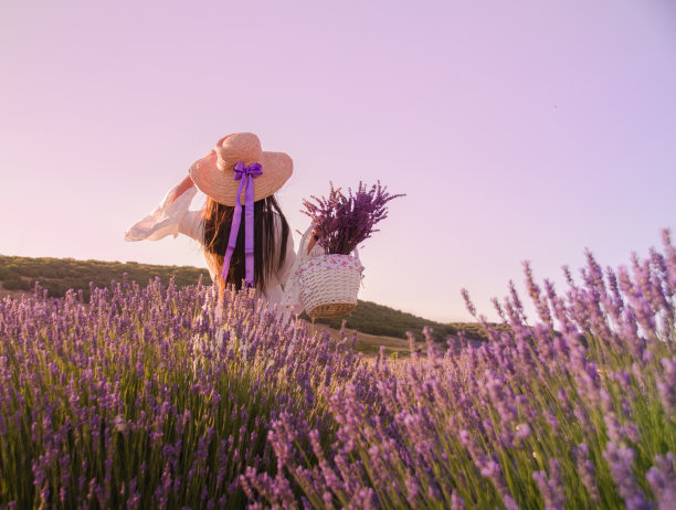 薰衣草图片下载