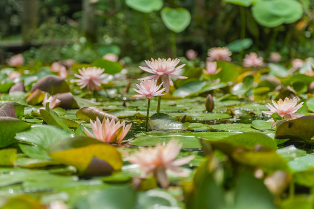 美丽的粉红色睡莲在池塘里绽放图片下载