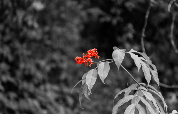 红色接骨木-单一颜色图片下载