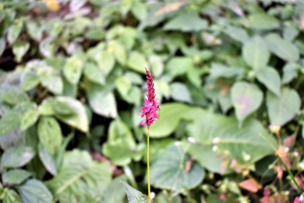 孩子花图片下载