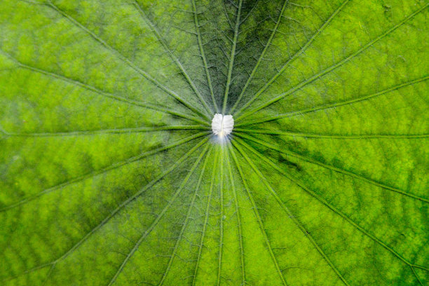 绿叶背景。图片下载