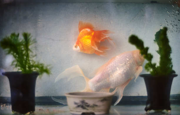 日本金鱼图片下载