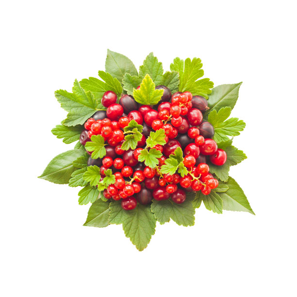 各种带叶子的浆果图片下载