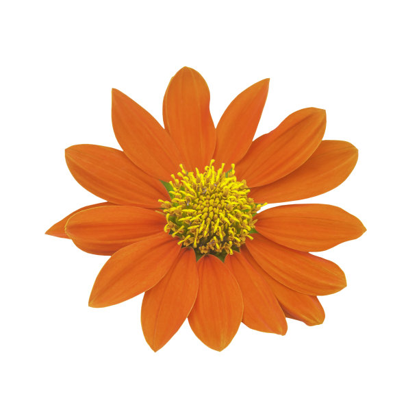橙花孤立图片下载