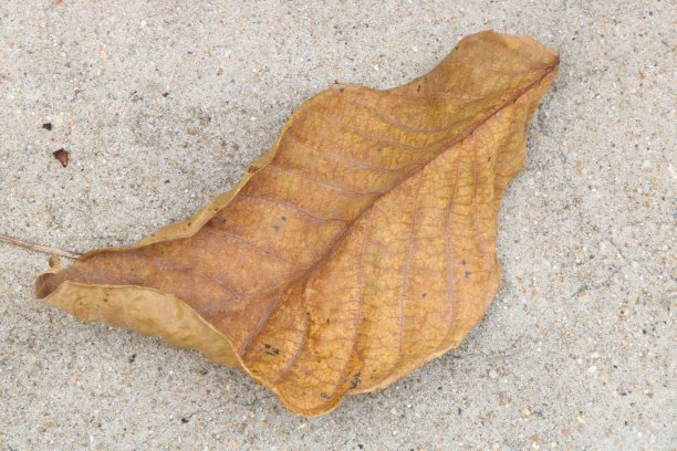 灰色背景下的棕色干燥树叶图片下载