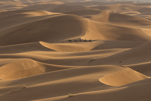 骆驼的火车图片下载