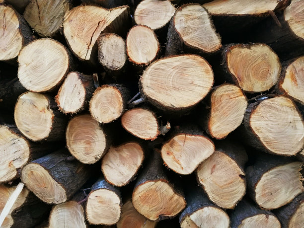 十二使徒图片下载