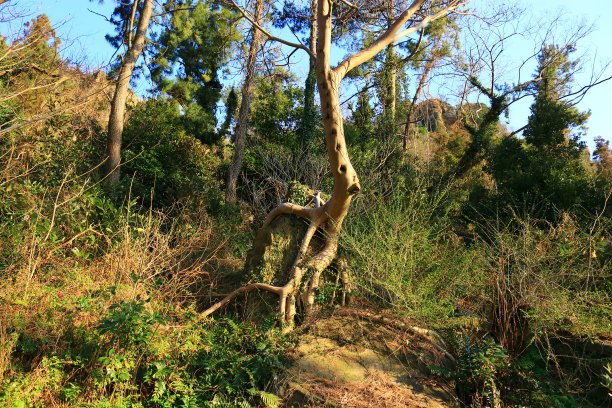 树，岩石，山，图片下载