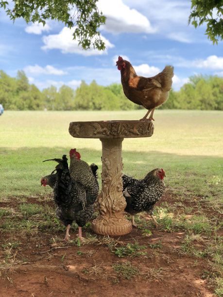 鸡图片下载