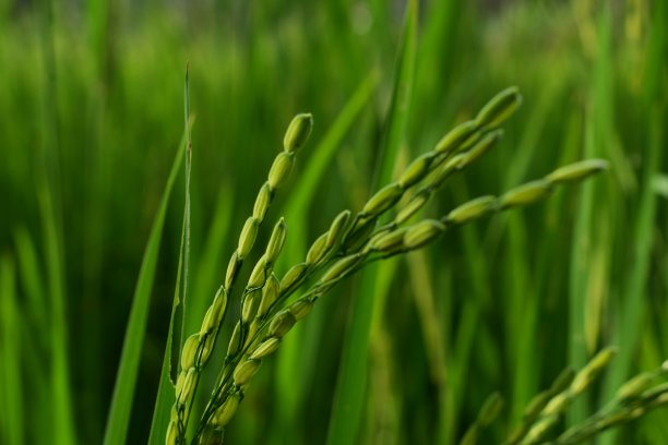 绿色的小麦图片下载