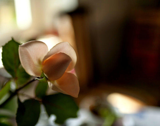 桌上花瓶上精致的奶油玫瑰，柔和的聚焦，狭窄的聚焦区域图片下载