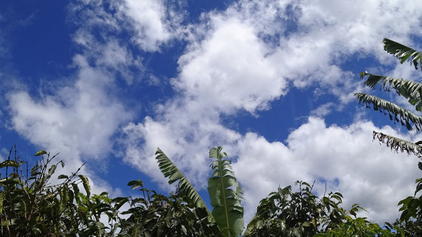 咖啡树图片下载