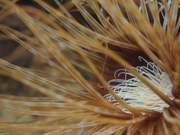 地中海的海葵图片下载