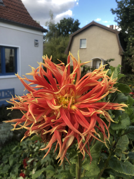 美丽的花朵图片下载