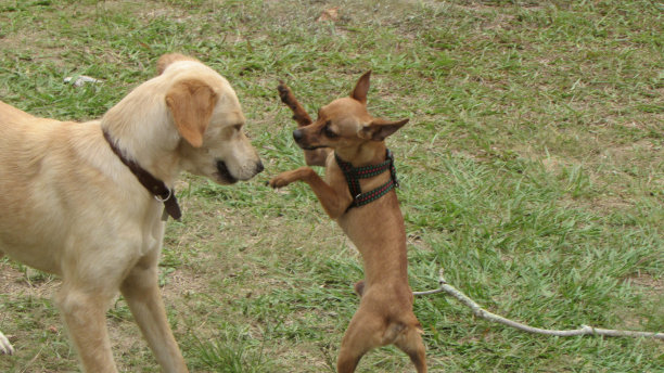 可爱的大宠物狗在草地上玩耍图片下载