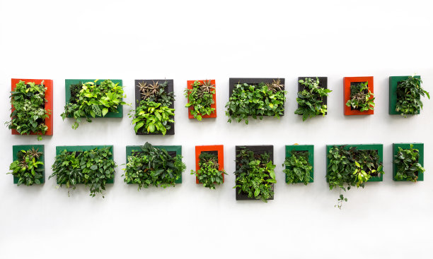 在相框里装饰人造植物。图片下载