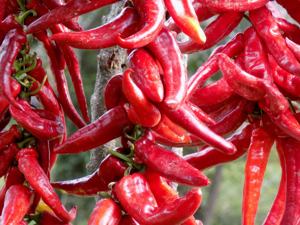 辣椒花环在后院的葡萄藤树荫下晒干图片下载