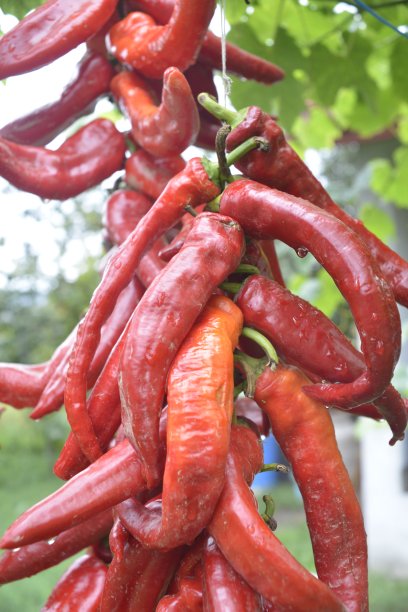 辣椒花环在后院的葡萄藤树荫下晒干图片下载