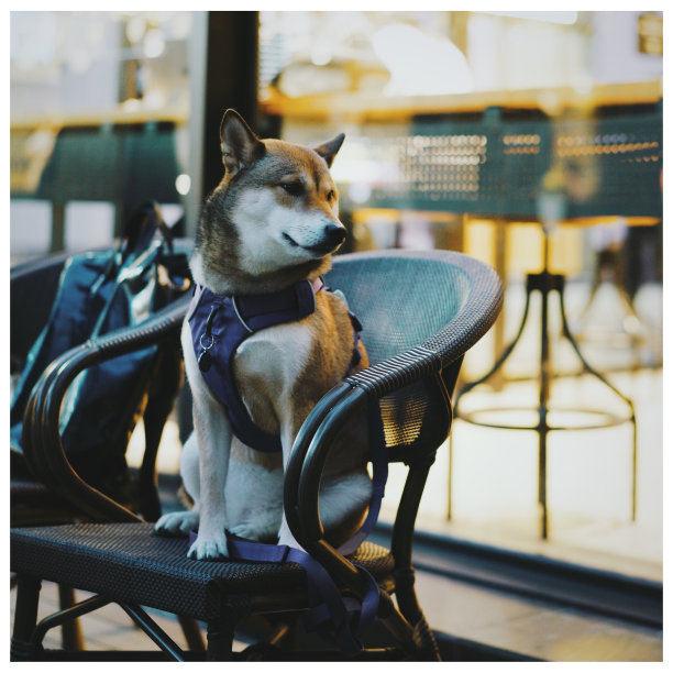 可爱的狗图片下载