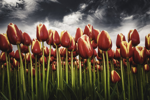 郁金香,天空图片下载