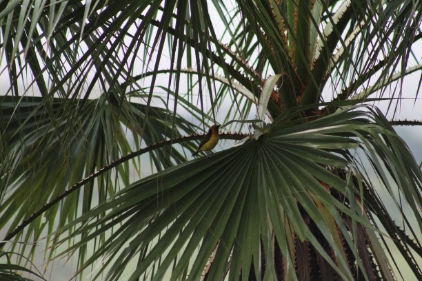 加蓬的动物图片下载