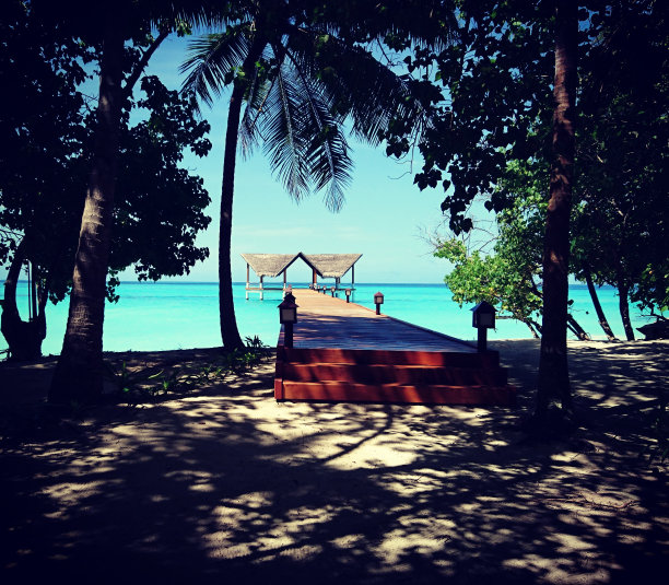 脑桥的图片下载