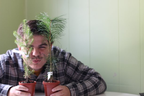 男人身后有两棵小树(树苗)，它们是一棵白色的云杉和一棵白色的松树。环保理念，爱护环境图片下载