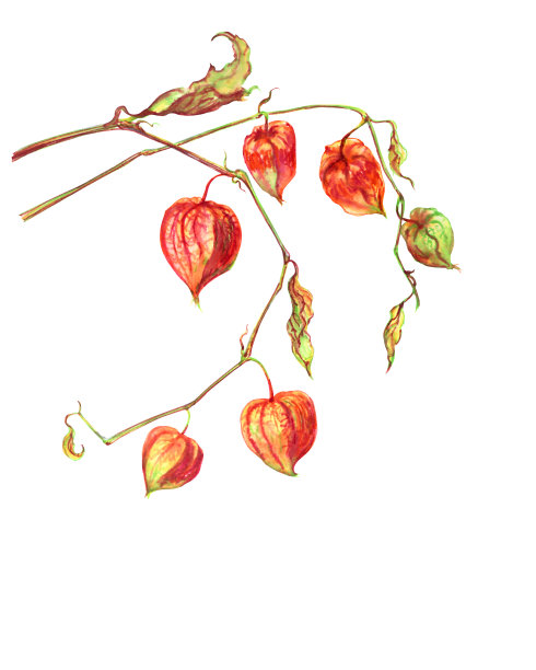 酸浆属分支,水彩图片下载