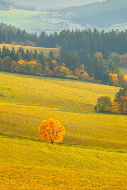 风景与树木在秋天的颜色。图片下载