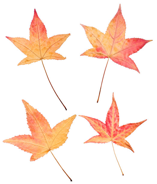 四片秋叶上的香枫白图片下载