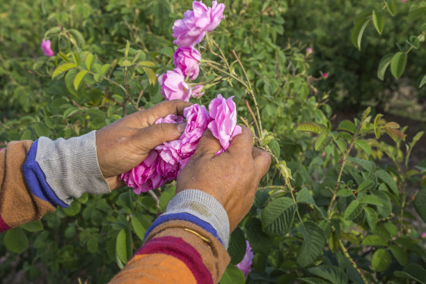 女子采摘新鲜的粉红玫瑰(大马士革玫瑰，大马士革玫瑰)为香水和玫瑰油。图片下载