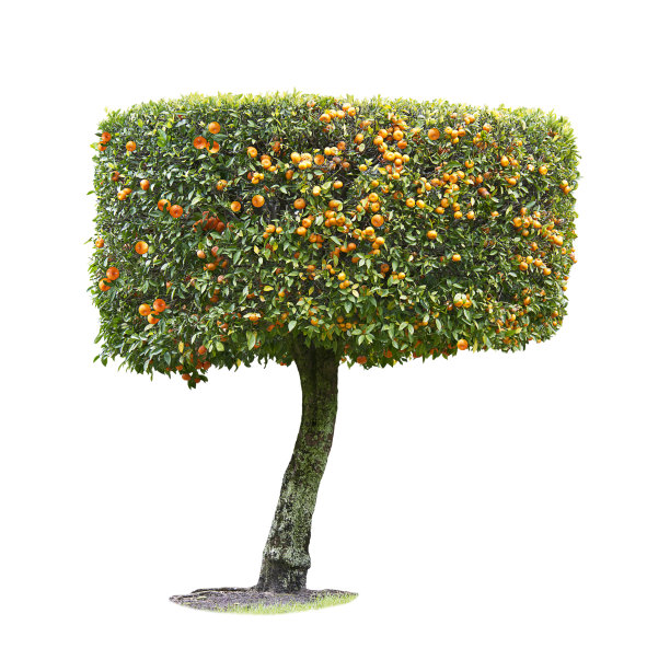 在白色背景上孤立的桔子树图片下载