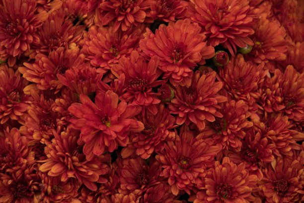 花全帧图片下载