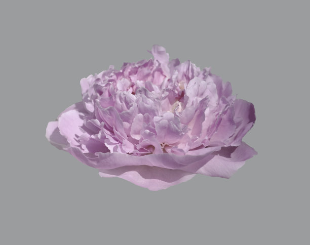 一朵孤立的牡丹花图片下载