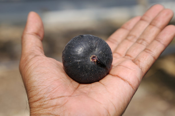 成熟的黑马德拉无花果与蜂蜜滴在手。图片下载