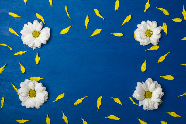 美丽的框架白色菊花和黄色的花瓣在一个蓝色的背景图片下载