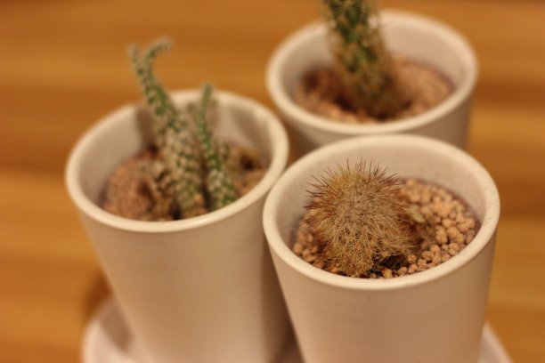 三个盆栽仙人掌图片下载