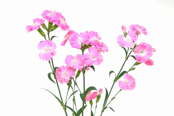 白色背景中的石竹图片下载