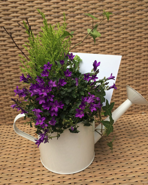 紫色花朵的安排图片下载