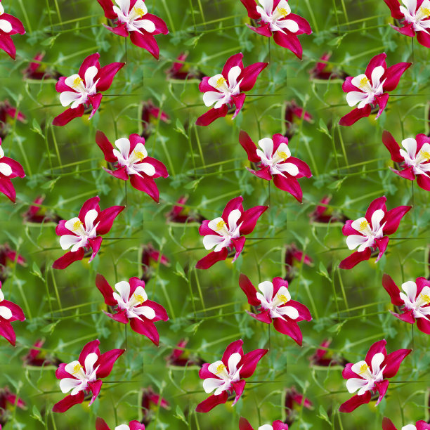 花的背景图片下载