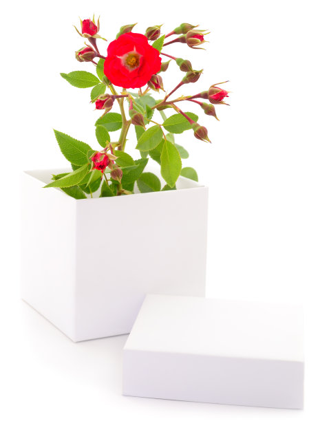 礼盒和玫瑰花。图片下载