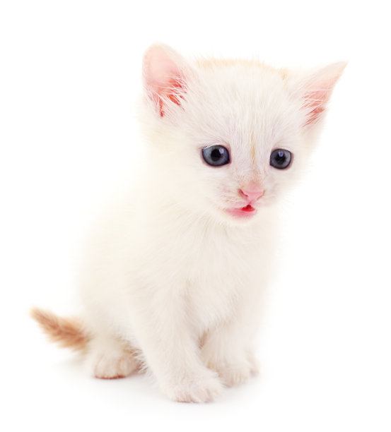 小白猫。图片下载