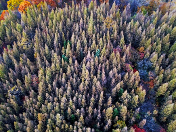 秋天森林的鸟瞰图。图片下载