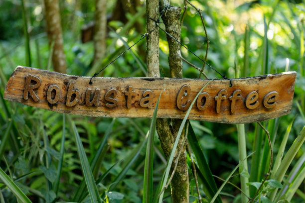 咖啡木签图片下载