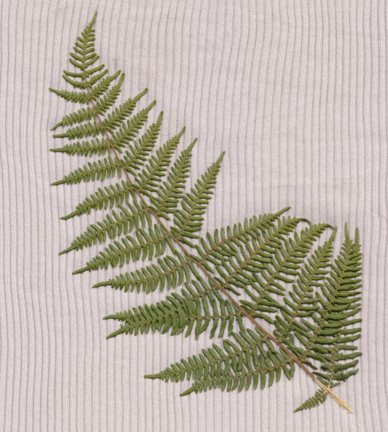 弗恩的织物背景图片下载