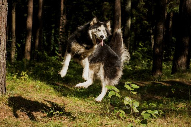 一种西伯利亚哈士奇品种的狗。狗在跳。西伯利亚哈士奇是狗的一种。图片下载
