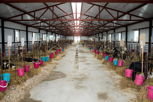 农场里的小牛图片下载